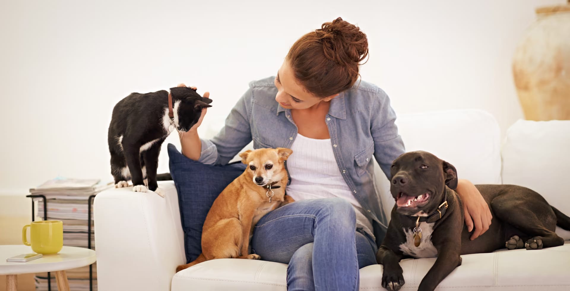 Sahibiyle birlikte huzurlu bir an yaşayan köpek – Dog Craft Academy yaşam kültürü